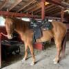 SOLD 5yr old Quarter/thoroughbred