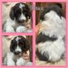 Chocolate/Chocolate Parti, F1b labradoodles ready early may