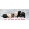 English cream golden retriever mini poodle cross puppies