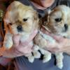 Imperial Shih Tzu Puppies Liver Colored!