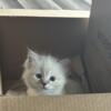 Ragdoll Kitten - Meet Ms. Suzie