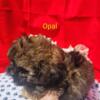 SPECIAL Opal - Chocolate Sable Female Shipoo