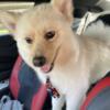 Male German Spitz looking for his forever home!