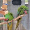 Mature and proven Military Macaw Breeding pair