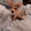 Hairless and Hairy Chinese Crested Frenchi-chis Pinkeez