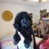 AKC top quality Tiny Toy Poodle, male
