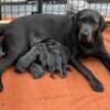 AKC Charcoal Labrador retriever Puppies