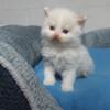 RAGDOLL KITTENS FOR SALE PURE BREED