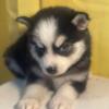Pomsky puppies For sale.