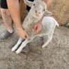 Merino Sheep for sale