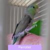 Parrotlet male 4 years old