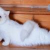 Persian kitten blue point male and female $599