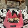 family raised and well loved - - 6 week old French Bulldog puppies - ready to go Memorial Weekend