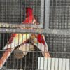 Rosella parrots parakeet