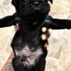 AKC Pug puppies for sale fawn and black available!