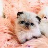 Available top show kittens, Exotic, Persian, Himalayan