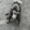 American bully XL stud For SALE