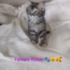 Maine Coon Norwegian Forest Cat Female available