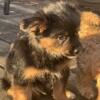 *Shorkie puppies * ready for furever home