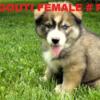 AKC Registered Siberian Husky puppies
