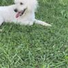 F1B Goldendoodle- Mini - white boy - available now