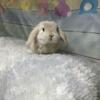 Easter Bunny Rabbit Dwarf Babies Holland Lops Mini Lop Lionlop