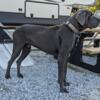 Rehoming 3 Year Old Blue Great Dane Male - Beautiful!