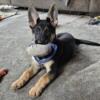 Last AKC German Shepherd puppy ready for new home