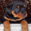 Lovely Female Purebred Rottweiler Puppies