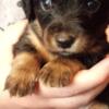 Chiweenies and Chuggles for sale