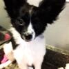 Papillon BEAUTIFUL female puppy SPECIAL SALE
