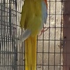 Yellow turquosines parakeets