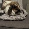 Holland lop does looking to be re homed