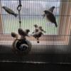 Zebra Finches males and females