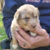 Aussie/English Shepherd/Rough Collie Mix Puppies