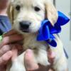 AKC cream golden retriever puppy - Blue boy
