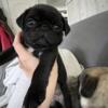 Pug puppies- ready now