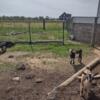 Nigerian dwarf doe 8 weeks old