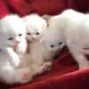 Gorgeous purebred all white Persian kittens ready now
