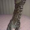 READY- Gorgeous Silver Males Rosetted w/Glittered Pelt Bengal Kittens!