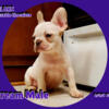Cream Male AKC Frenchie Male Ready for his new Couch