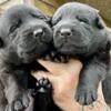 Akc German shepherd puppies born 4/15/24