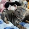 French bulldog exotic for sell