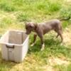 stud fee dog pitbull male bluenose puppy
