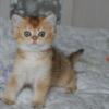 NEW Elite Scottish straight kitten from Europe with excellent pedigree, male. NY Timur