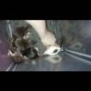 9 Week Rat Babies.  Dumbo & Standard