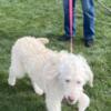Cute, Male,Loving Labradoodle puppy  available for sale.