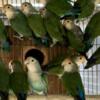 Love Bird Breeding Colony