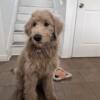 Looking to rehome our labradoodle