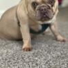 Fawn color Micro Frenchie available for Stud